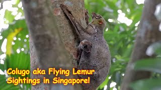 Colugo aka Flying Lemur Sightings in Singapore [upl. by Mcnamara109]