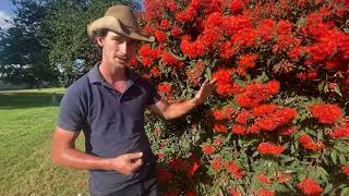 CORYMBIA FICIFOLIA quotRED FLOWERING GUMquot [upl. by Greenwald827]