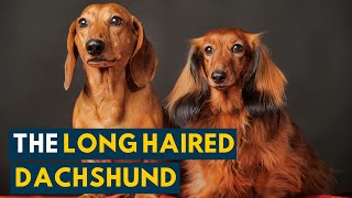 Long Haired Dachshund Your Guide to This Undeniably Cute Weiner Dog [upl. by Lilah]