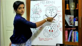 NEUROANATOMYTHE BRAINSTEMPART 3 THE MIDBRAINDR ROSE JOSE MD [upl. by Eduj712]