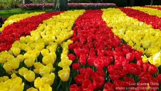 Festivalul lalelelor Lisse Keukenhof Olanda 19 apr 2019 [upl. by Ahsinnod62]