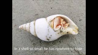 Hermit crab moving into a new shell [upl. by Luanni726]