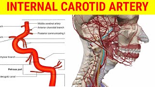 Surface marking of internal and external jugular vein [upl. by Canada628]