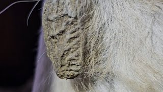 HUGE chestnut removal before amp after horse skin care oddlysatisfying horsecare farrier [upl. by Sevart199]