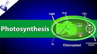 Photosynthesis [upl. by Knowles]