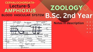 Circulatory System of Amphioxus  BSc 2nd year Zoology  Notes pdf in description [upl. by Acisse554]