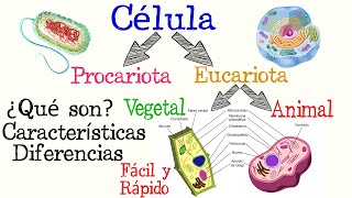 🌐Células Procariotas y Eucariotas🌿🐱  Fácil y Rápido  BIOLOGÍA [upl. by Truc117]