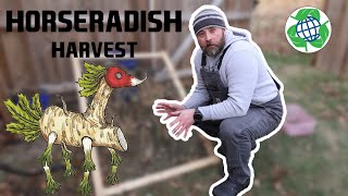 Harvesting and Storing Horseradish [upl. by Kyle]