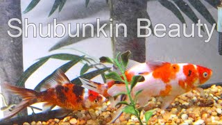 AAA Show Quality Shubunkin Goldfish water change [upl. by Trinette921]