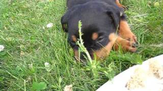 Rottweiler valper etter Pepsi juli 2010 Del 2 [upl. by Divadnhoj400]