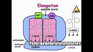 Elongation Step of DNA Translation [upl. by Ajiram]