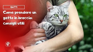 Come prendere un gatto in braccio consigli utili  Amoreaquattrozampeit [upl. by Tronna]