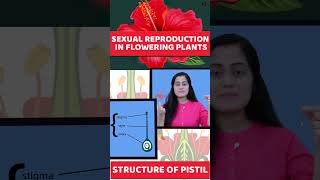 Sexual Reproduction in flowering plants  Class 12 Biology shorts [upl. by Aicilaf635]