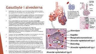 Lungor och respiration  Biologi 2 100 p [upl. by Thornton]