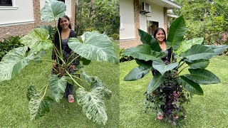 Philodendron Giganteum Blizzard PropagationHow to Propagate Philodendron Giganteum Successfully [upl. by Radcliffe520]