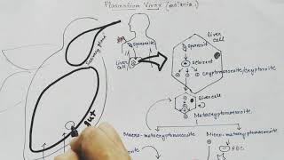 Plasmodium vivax life cycle Hindi Malaria [upl. by Gloriana422]