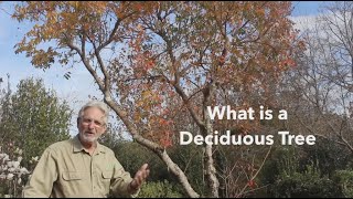 What is a Deciduous Tree [upl. by Nnaid]