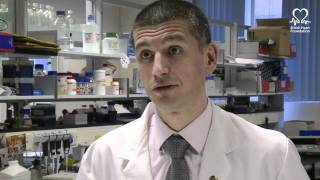 British Heart Foundation  The science of the zebrafish [upl. by Randell]