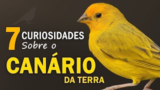 CANÁRIO DA TERRA 7 CURIOSIDADES sobre a ave  Mais COMUM na CIDADE  Canto do canarinho selvagem [upl. by Enelez]