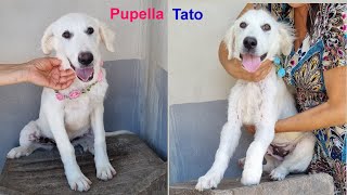 PUPELLA e TATO alla soglia dei 6 mesi  canile di Laterza [upl. by Mundt128]