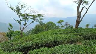 Darjeelingdarjeeling tea garden [upl. by Nnaesor]