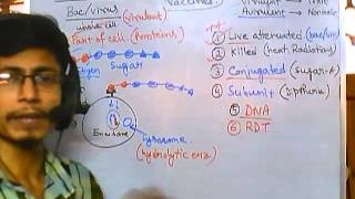 Vaccines part 5  conjugated vaccine [upl. by Oakie]