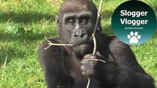 Introducing The Lympne Wildlife Park Gorillas [upl. by Melliw]