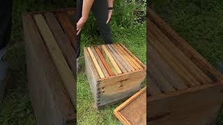 Cest raté pour cette fois apiculture abeille nature [upl. by Htiduj]