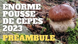 Préambule dune énorme pousse  LES SIGNES  Saison des cèpes 2023 cèpes champignons [upl. by Lilybelle]