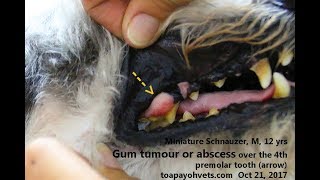 A 12yearold Miniature Schnauzer has an early carnassial tooth abscess [upl. by Carlotta644]