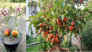 Growing Peaches How to growing peaches Tree from peaches fruit in pots with new idea 100 successful [upl. by Schweiker938]