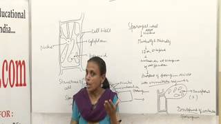 Ectocarpus Lecture BSc MSc by Dr Anupama Goyal [upl. by Salisbury]