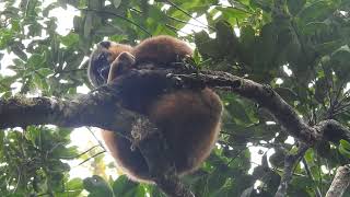 Redfronted brown lemur in the wild Madagascar [upl. by Anirtac]