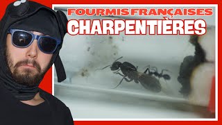 Tour de mes fourmis CHARPENTIÈRES françaises  Camponotus [upl. by Imoin632]