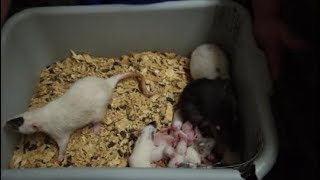 You want to breed rats What you need to know [upl. by Nannahs]