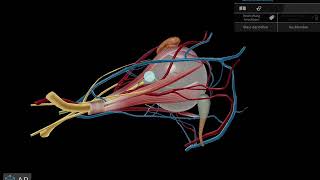 3 Hirnnerv Nervus Oculomotorius [upl. by Reider]