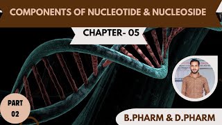 Nucleosides and Nucleotides  Nucleoside Nucleoside and Nucleotide mein antar [upl. by Ferrigno]