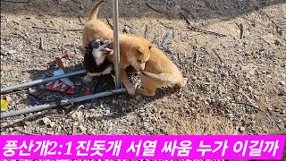 풍산개와진돗개21서열정리Pungsan dog and Jindo dog 21 시골개이야기 [upl. by Adelpho762]