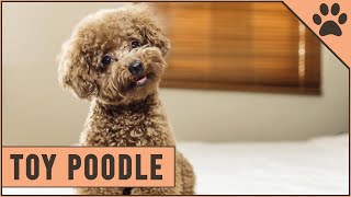 Toy Poodle Facts amp Toy Poodle Puppies [upl. by Bonnes]