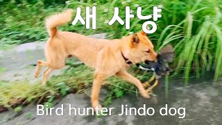 진돗개가 해외에서도 날아가는 새를 잡는다고 실제상황 놀람주의 진돗개 사냥본능 korean Jindo dog [upl. by Nilrac]