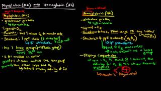 Myoglobin and Hemoglobin Compare and Contrast [upl. by Tedder751]