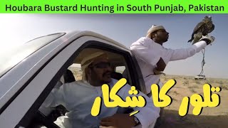 Houbara Bustard Hunting in South Punjab Pakistan  Baaz Sey Talor Ka Shikar [upl. by Doble827]