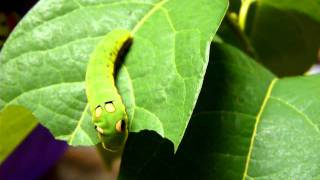 Spicebush Swallowtail caterpillar  midnight snack [upl. by Asyla117]