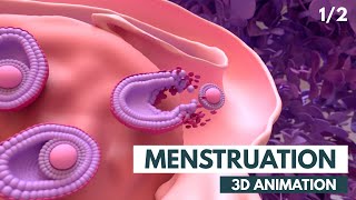 Menstrual Cycle Basics  3D animation 12 [upl. by Remsen]