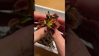 Repotting VFT 食虫植物 ハエトリソウの植え替え carnivorousplant 食虫植物 plants ハエトリソウ dionaeamuscipula [upl. by Ing538]