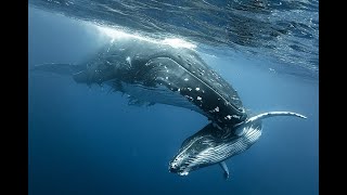 Best whale watching trip on Maui [upl. by Abbey]