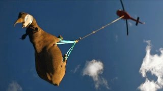 Black Rhino Is Airlifted By Helicopter To New Home [upl. by Auberta]