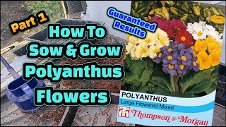 How to grow Polyanthus flowers from seed Part 1 [upl. by Annerol]