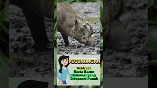 Babirusa  Harta Karun Hutan Sulawesi yang Terancam Punah [upl. by Ainivad199]