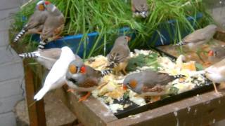 Zebra Finches Eating Their Food [upl. by Hterag]